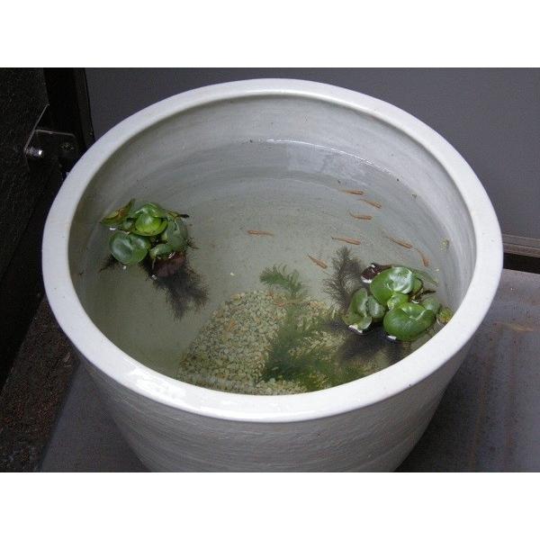 信楽焼 睡蓮鉢 雅 丸型30サイズ 白 陶器製 大型 鉢 おしゃれ メダカ