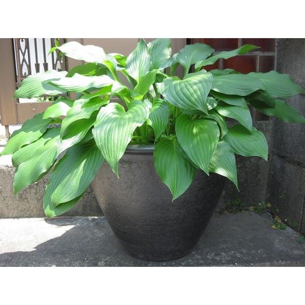信楽焼 植木鉢 雅 丸型30サイズ 黒 大型 陶器製 鉢 おしゃれ 信楽焼 植木鉢 雅 丸型30サイズ 黒 大型 陶器製 鉢 おしゃれ