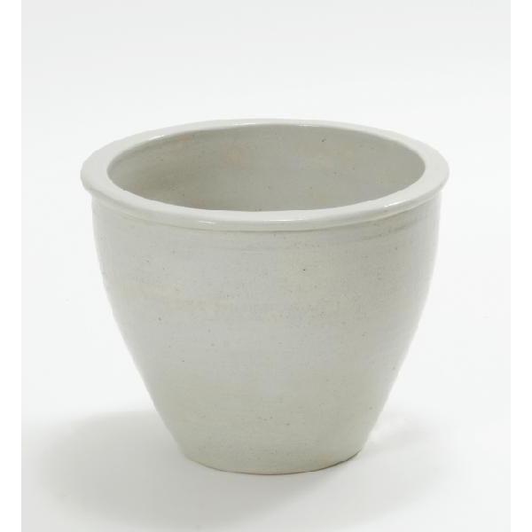 ユッカ ロストラータ　ダブルヘッド　シルバーリーフ　マルデヌベス　ブルーサンダー ユッカ ロストラータ ダブルヘッド シルバーリーフ マルデヌベス