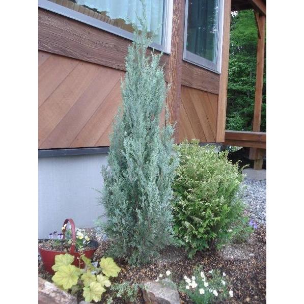ウィチタブルーmサイズ コニファー T003 M Willベランダガーデン 通販 Yahoo ショッピング