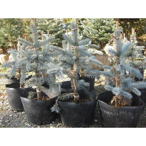 在庫限り コロラドトウヒ 樹高35cm内外 プンゲンストウヒ ホプシー コニファー 激安の Bitcoinbro Cowfe Com