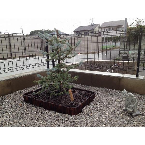 コロラドトウヒ 樹高35cm内外 プンゲンストウヒ ホプシー コニファー T012 M Willベランダガーデン 通販 Yahoo ショッピング