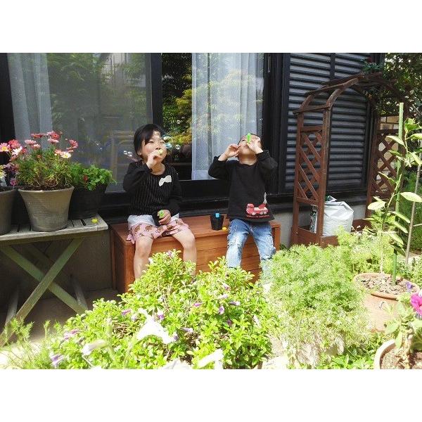 収納ボックス付きベンチ匠 チーク色 横幅60cm 木製 フタ付き