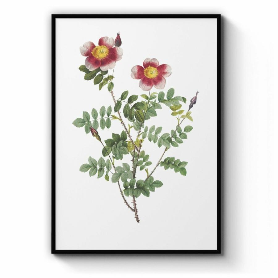 パネルアート Flower Botanical Painting Kitchen Hallway Wall Art #26: Print， Canva
