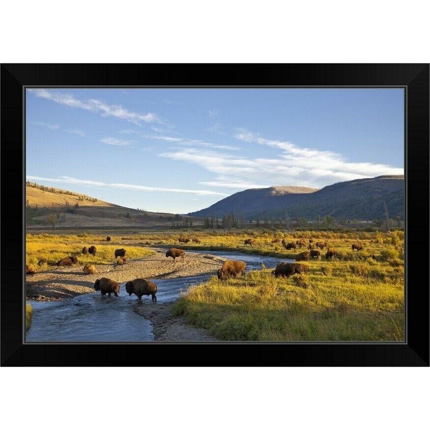 パネルアート Bison herd in the Lamar Valley of Black Framed Wall Art Print, Wildl
