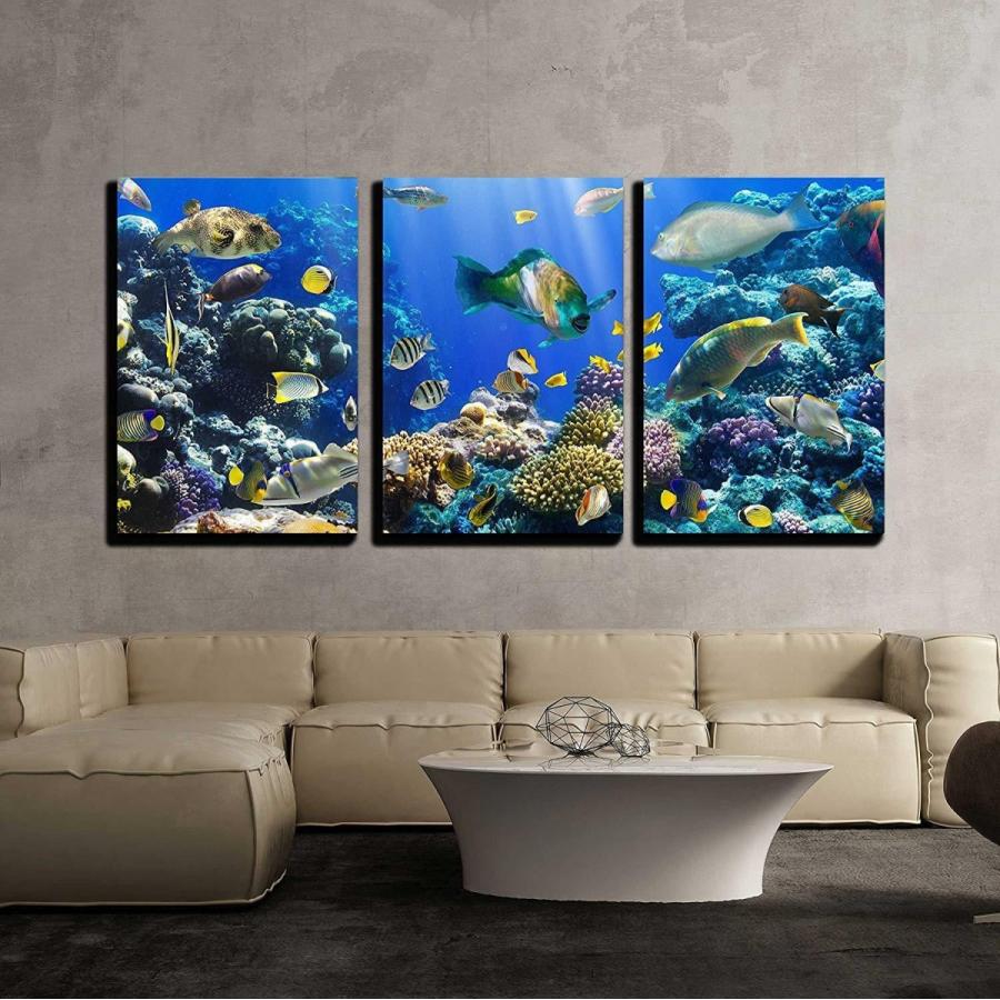 パネルアート 壁 26-紅海エジプトの珊瑚と魚-CVS - 24 インチx 36 3