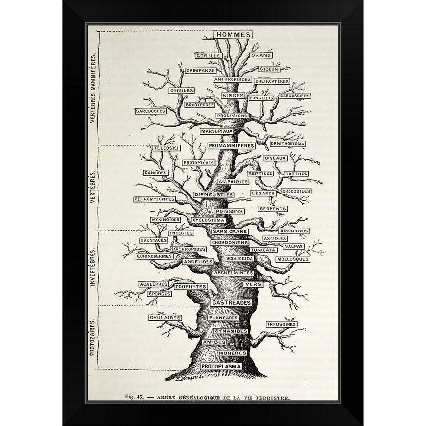 ダイアログボックス工芸 1886年 フレンチ複製品 Heckel 'tree of life' ブラックフレームウォールアートプリント 、 謂われ因縁- show o ファブリックパネル-ウォールデコレーション