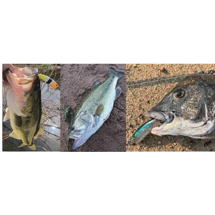 サムルアーズ サムポッパーSUM POPPER : ウインズヤフー店