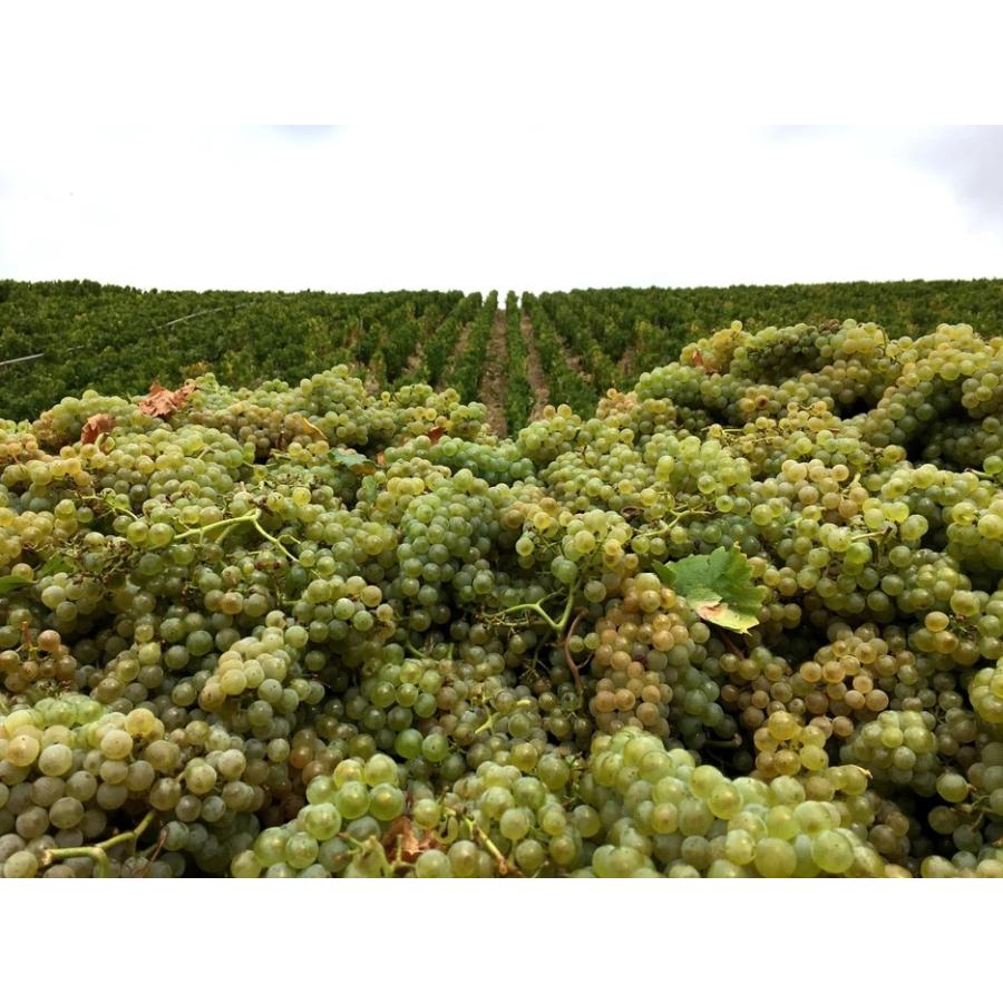 白ワイン シャブリ ドメーヌ・ドゥ・ヴォルー 2022年 CHABLIS DOMAINE