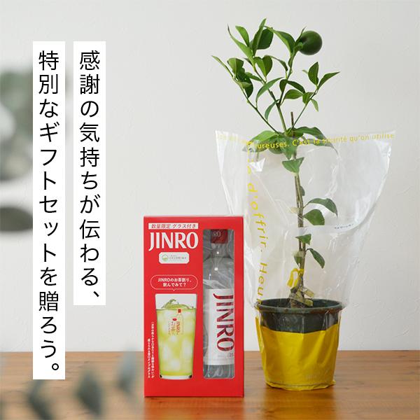 JINRO（眞露） 敬老の日 お酒 ギフト 送料無料 レモンの木とJINRO