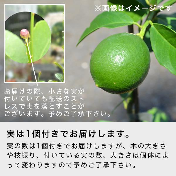 JINRO（眞露） 敬老の日 お酒 ギフト 送料無料 レモンの木とJINRO