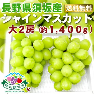 信州 須坂(すざか)産 シャインマスカット 大2房 約1400g（1.4kg 