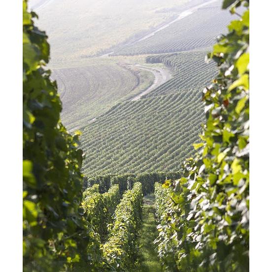 シャンパン ロゼ ジ エム グラール  レクラタント 2014 シャンパーニュ フランス シャンパーニュ 泡 白 750ml  正規品 ワイン 酒