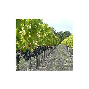 12本セット 送料無料ブルジョワ級 シャトー ボーモン 2018 750ml 赤ワイン メルロー フランス ボルドー 750ml メルロー Chateau Beaumontシャトー オー