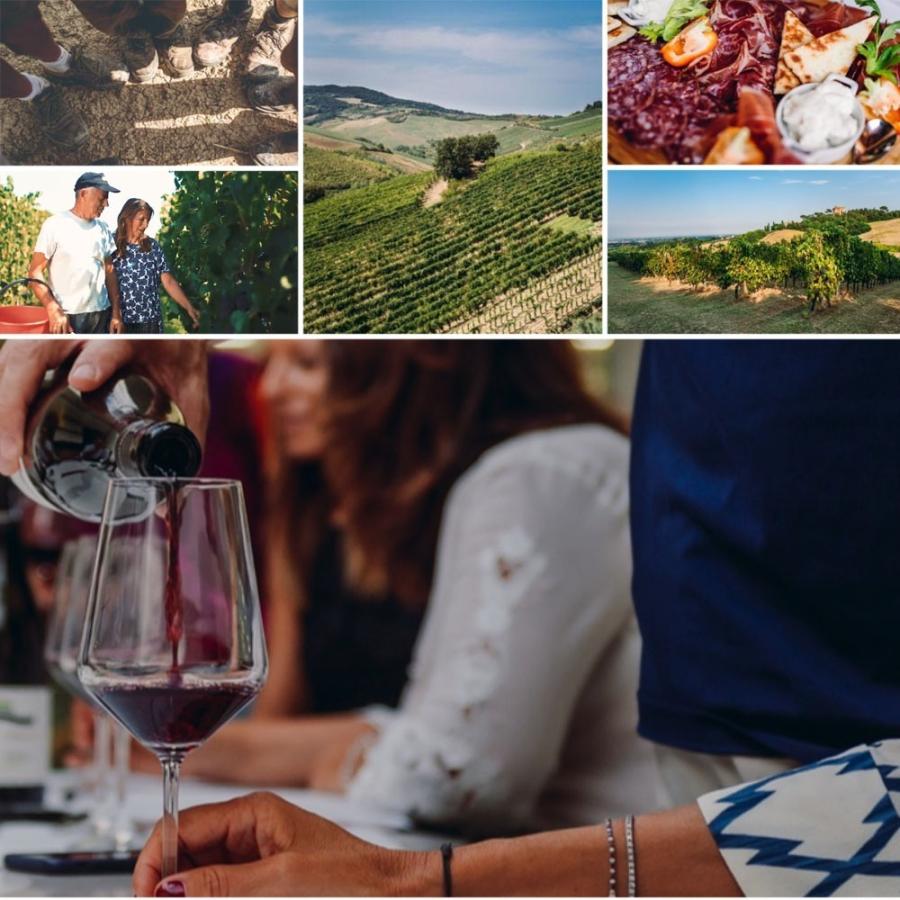 ディスカバー イタリア サンジョヴェーゼ ロッソ 2023 テッレ