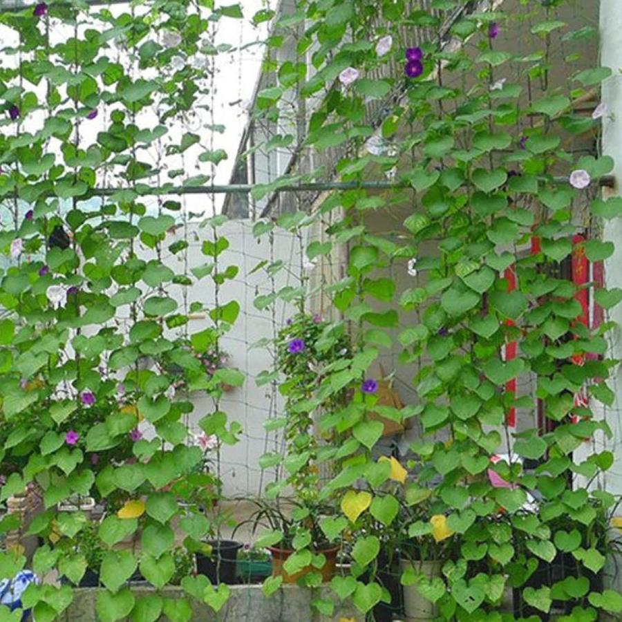 つる植物 ネット つる栽培ネット 園芸ネット かんたん ガーデニングネット 10cm角目 四隅取付ロープ付 3 6 耐久性 農業用 園芸用 ウィングトッポギ 通販 Yahoo ショッピング
