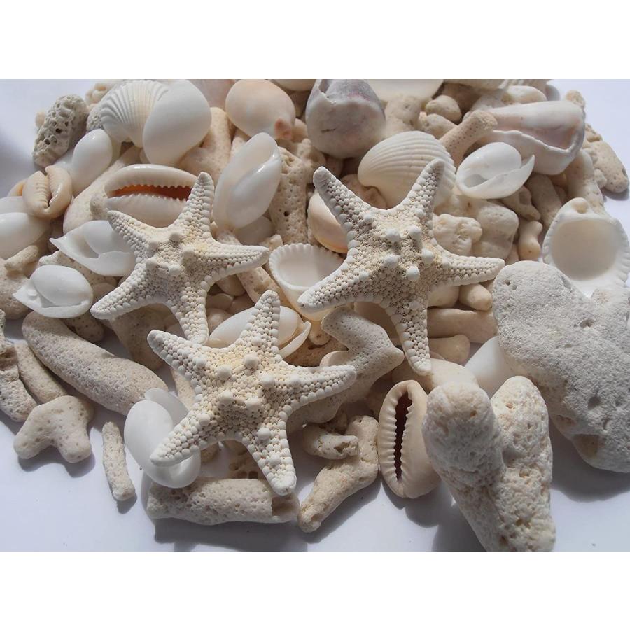 ミニヒトデ 白いサンゴ色々な貝殻セット ナチュラルインテリアハワイ 手作り素材 ウイングうどん 通販 Yahoo ショッピング