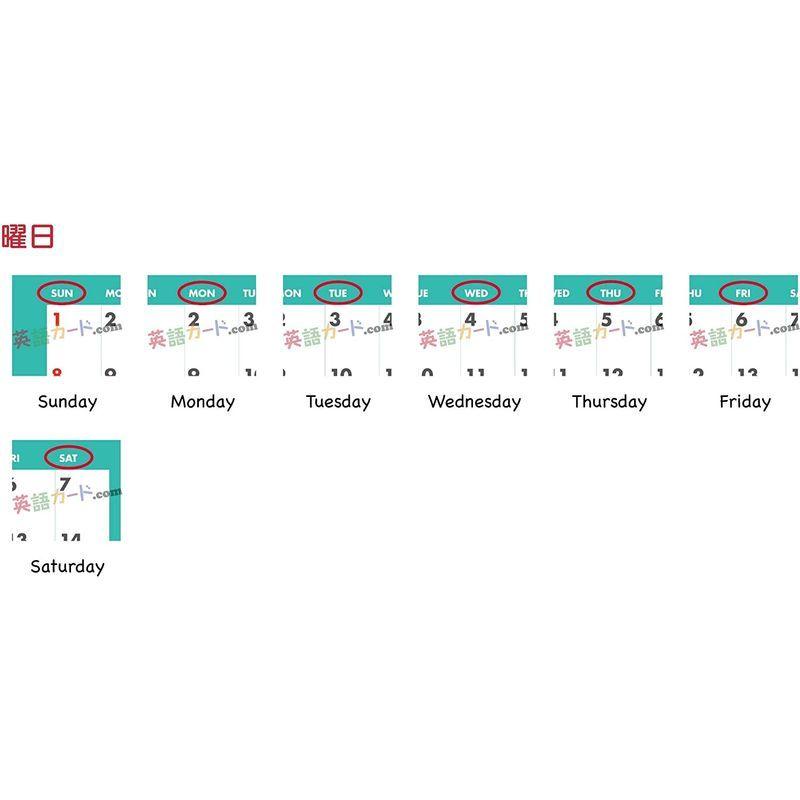 タイムセール フラッシュカード えらべる 英語 カード曜日名刺 ラミネート加工 Materialworldblog Com