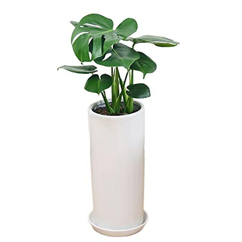 フラワーコーポレーション モンステラ 観葉植物 うのにもお得な情報満載！ 7号 グリーン 円柱形陶器鉢植え マート