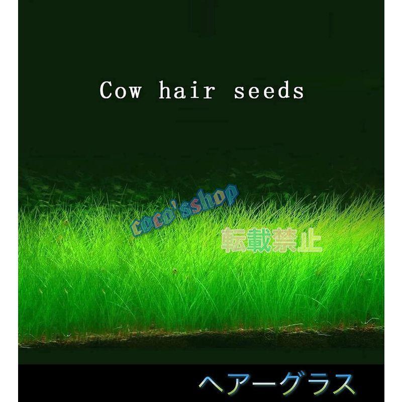 水草の種 3種類 3袋セット パールグラス系 小双葉 Loveグラス ハート葉 ヘアーグラス 種から育てる水草の種 育成簡単 水草の絨毯 翼だよ 通販 Yahoo ショッピング