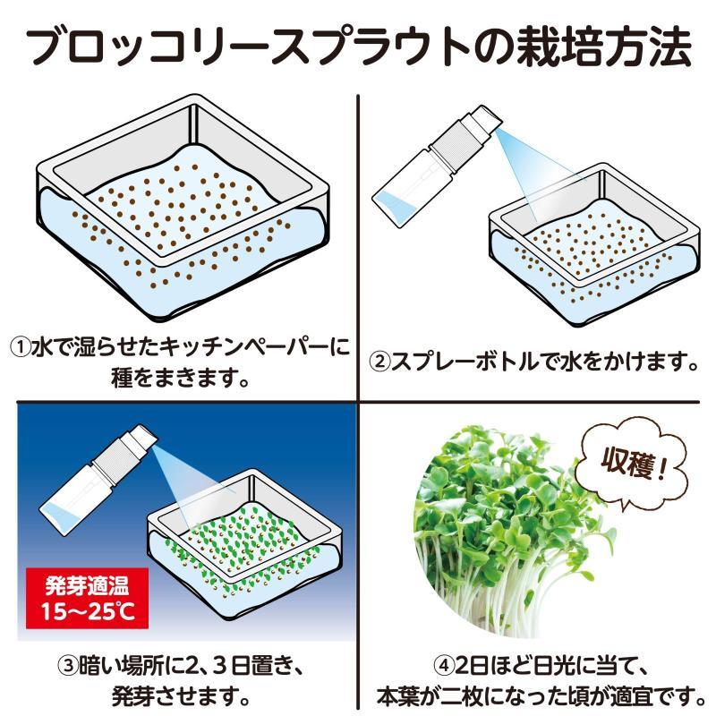 水耕栽培でブロッコリースプラウトを育てよう |  | 03