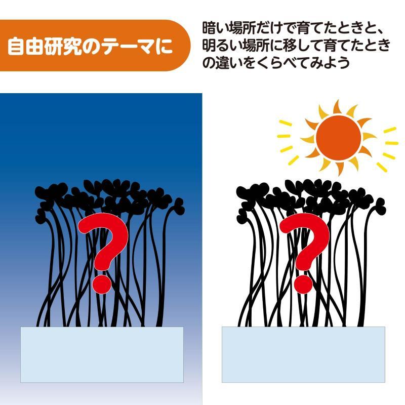水耕栽培でブロッコリースプラウトを育てよう |  | 04