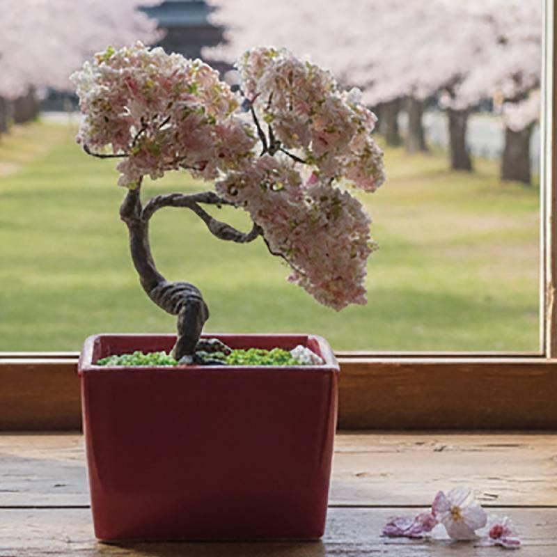 ミニ盆栽キット MINIBON 桜 : 手芸問屋ウイングス - 通販 - Yahoo