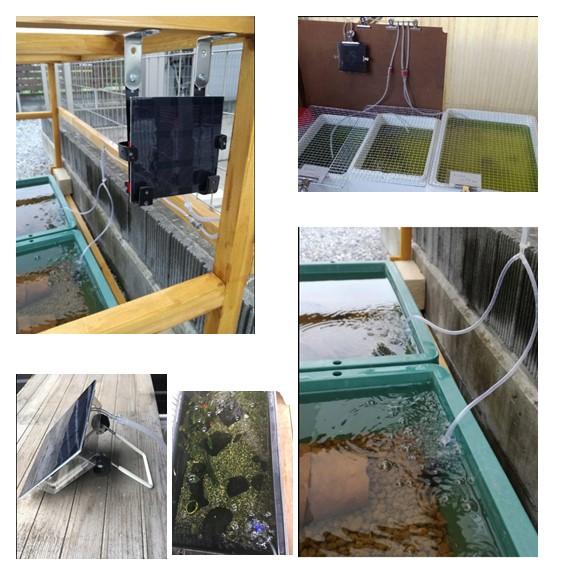 ソーラーエアーポンプ 蓄電式 メダカ エアレーション 屋外 金魚