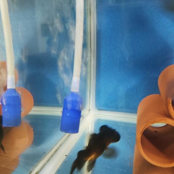 ソーラーエアーポンプ 新ハレタさん！楽々モーター交換　ハンダ付け不要 |  | 13