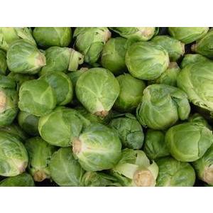 V218 Long Island Improved Brussels Sprouts 芽キャベツ 世界の珍しい野菜の種 V218 Wing Solar 通販 Yahoo ショッピング