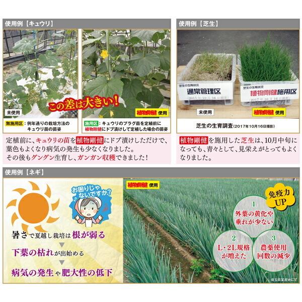 植物剛健 5L 福井シード 活力剤 植物 活力剤 野菜 活力剤 花 活力剤 植物活力剤 キチンキトサンオリゴ糖 水溶性オリゴ糖 活力液 植物 発根促進_2