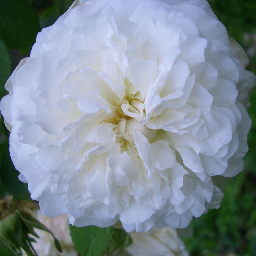 レア薔薇大苗、花長持ち