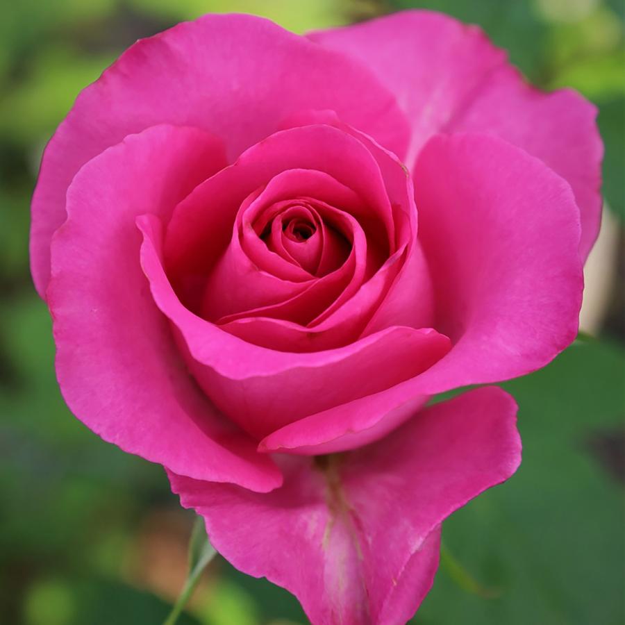 専用になりました。　新品未使用　トイレタリー　パープル　薔薇柄　シェル型　4点 専用になりました。 新品未使用 トイレタリー パープル 薔薇柄