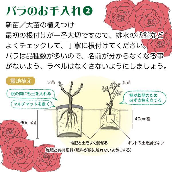 ご確認用バラ苗 バラ挿し木苗 エセル③ ご確認用バラ苗 バラ挿し木苗