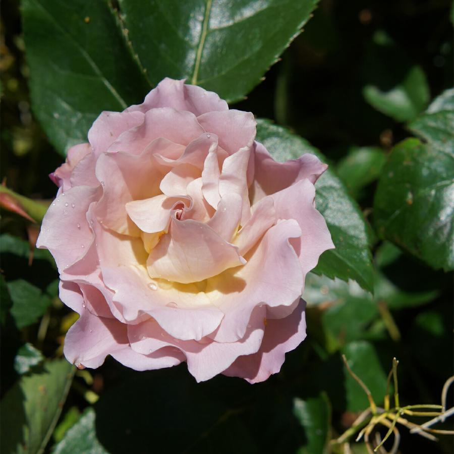 薔薇苗 大株3株