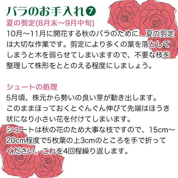 バラ苗 2年大株苗 サンガッデス 水谷農園 Sun Goddess 大輪 4号鉢 花苗