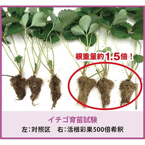 活根彩果(カッコンサイカ) 10kg 甘彩六花 怒涛の生長促進剤 肥料 送料無料 代金引換不可 