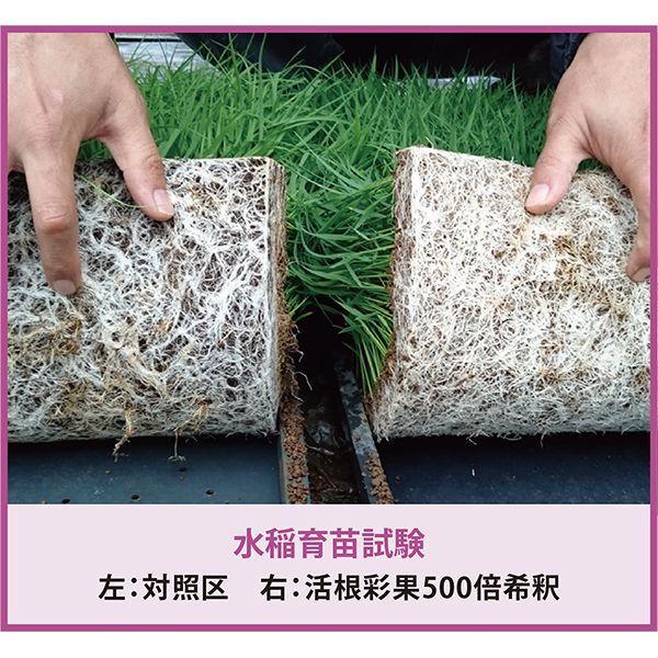 活根彩果(カッコンサイカ) 10kg 甘彩六花 怒涛の生長促進剤 肥料 送料無料 代金引換不可 