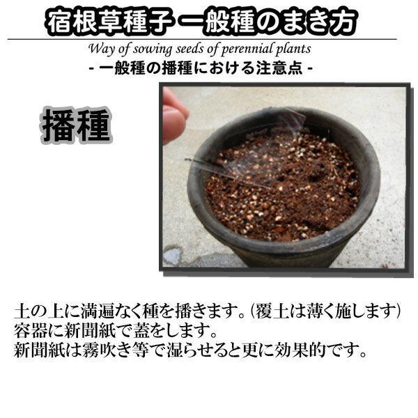 ハーブ種 ディル 115 M ワイズライフyahoo 店 通販 Yahoo ショッピング