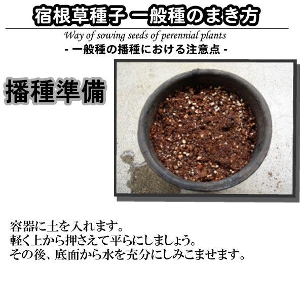 花種 エキナセア パープレア アルバ 38 M ワイズライフyahoo 店 通販 Yahoo ショッピング