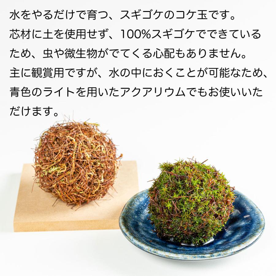 スギゴケの種(１００Ｌ） スギゴケの種(100L）