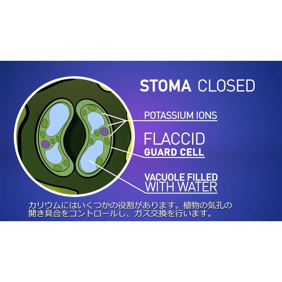 肥料 BLOOM BASTIC (ブルーム バスティック) 325ml ATAMI 肥料 野菜 肥料 バラ 肥料 業務用 肥料 野菜肥料 バラ肥料 バラの肥料 バラ 液肥 バラ 液体肥料_10