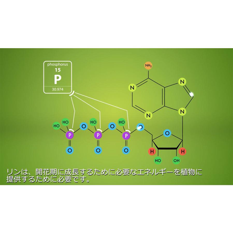 肥料 BLOOM BASTIC (ブルーム バスティック) 325ml ATAMI 肥料 野菜 肥料 バラ 肥料 業務用 肥料 野菜肥料 バラ肥料 バラの肥料 バラ 液肥 バラ 液体肥料_7