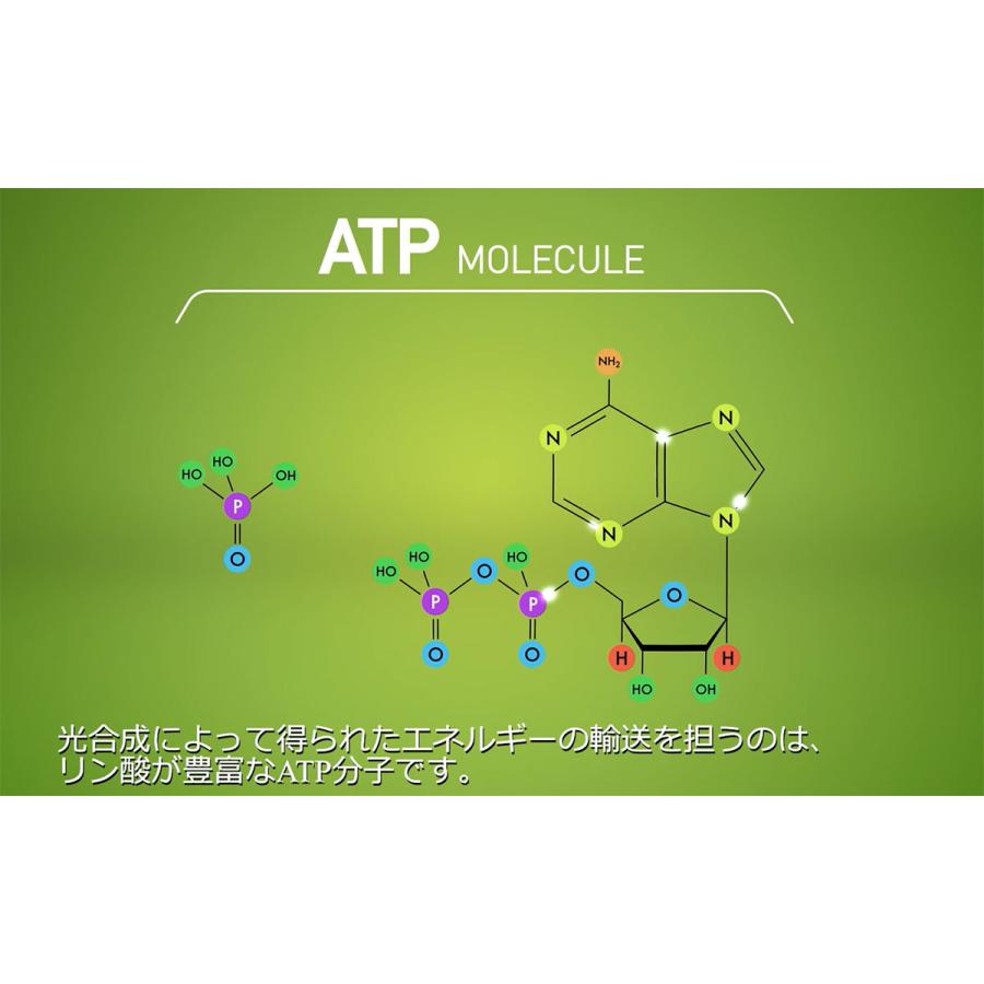 肥料 BLOOM BASTIC (ブルーム バスティック) 325ml ATAMI 肥料 野菜 肥料 バラ 肥料 業務用 肥料 野菜肥料 バラ肥料 バラの肥料 バラ 液肥 バラ 液体肥料_8