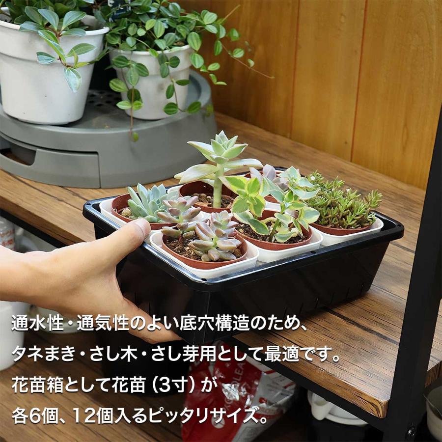 育苗コンテナー 6型 ブラック 265×183×77 アップルウェアー 育苗資材