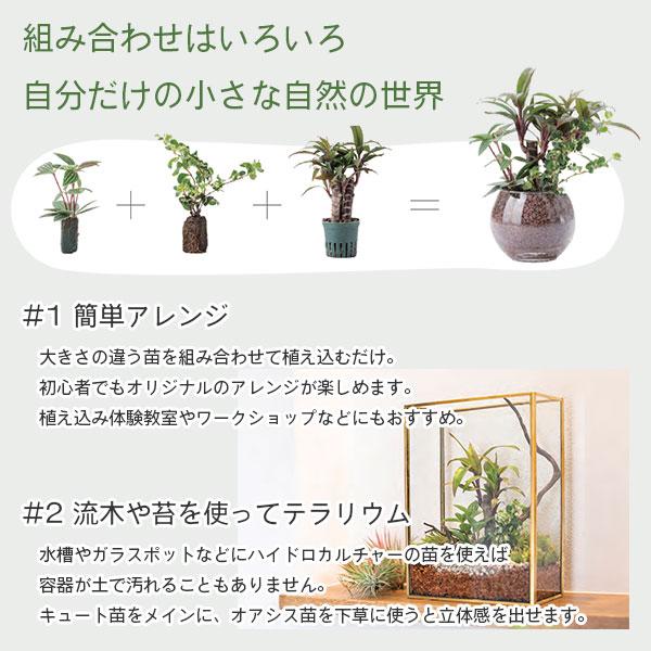 ハイドロカルチャー用木炭 0.5L 三浦園芸 観葉植物 水耕栽培