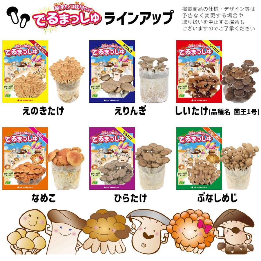 菌床キノコ 栽培セット でるまっしゅ しいたけ 品種名 菌王1号 カネコ