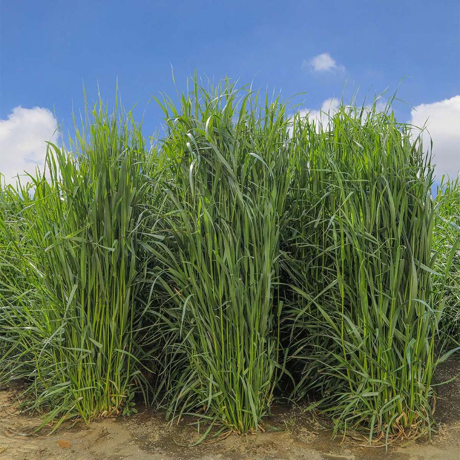 イタリアンライグラス いなずまGT 5kg(1kg×5袋) カネコ種苗 牧草 種子