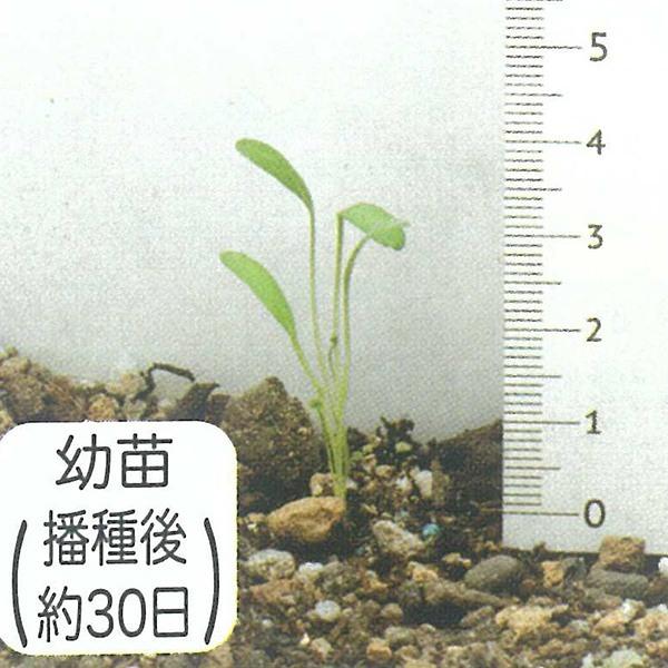 グランドカバー ダイカンドラ 1kg カネコ種苗 景観用種子 種