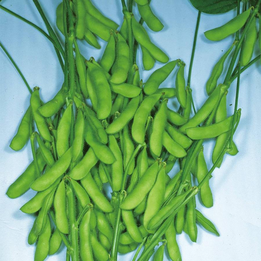大容量 営利種 陽恵 エダマメ 2000粒 カネコ種苗 早生 種子 種 野菜種子 野菜 枝豆 中生 野菜の種 野菜の種子 : ワイズライフ ...